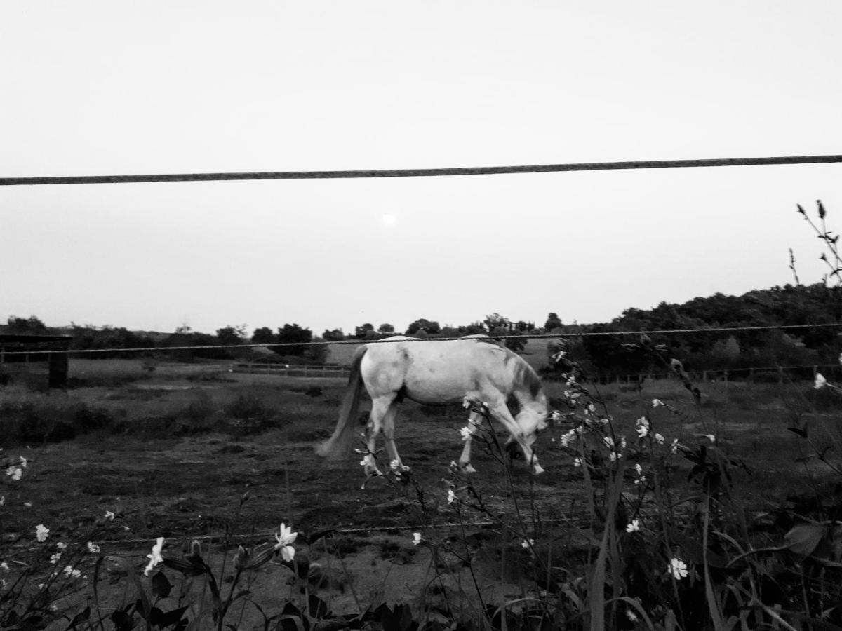 Podere Pievina Delle Corti - Dimora Di Campagna Sinalunga Eksteriør billede