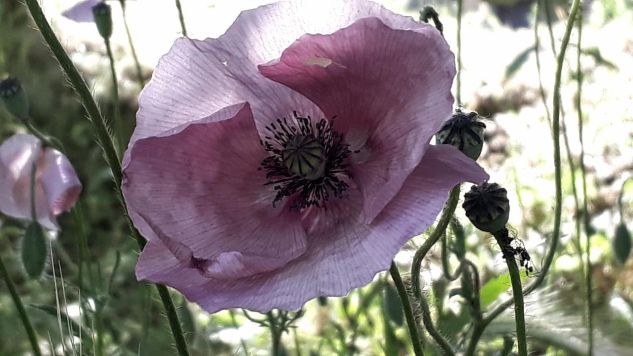 Podere Pievina Delle Corti - Dimora Di Campagna Sinalunga Eksteriør billede